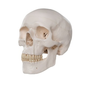 교육용 두개골 모형 A20